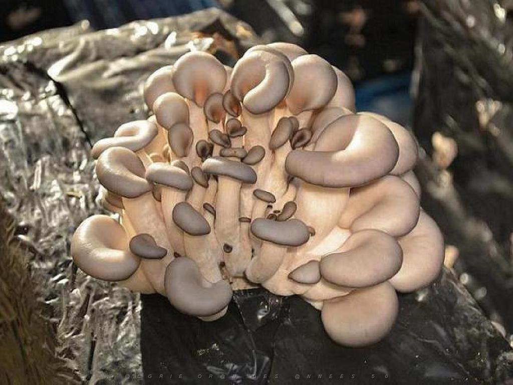 149 MUSEE DU CHAMPIGNON A  SAUMUR 2016 1_000026.jpg
